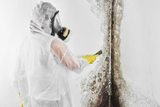 Best Residential Mold Remediation in Maitland, FL