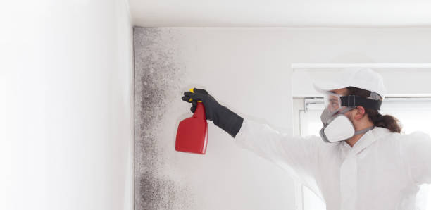 Best Attic Mold Remediation in Maitland, FL