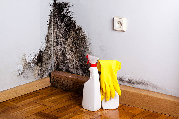 Best Residential Mold Remediation in Maitland, FL